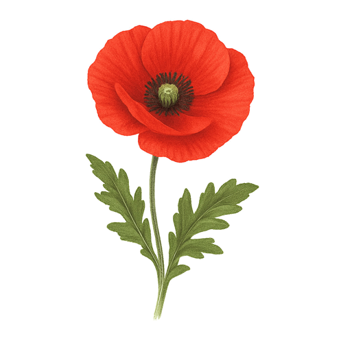 Amapola