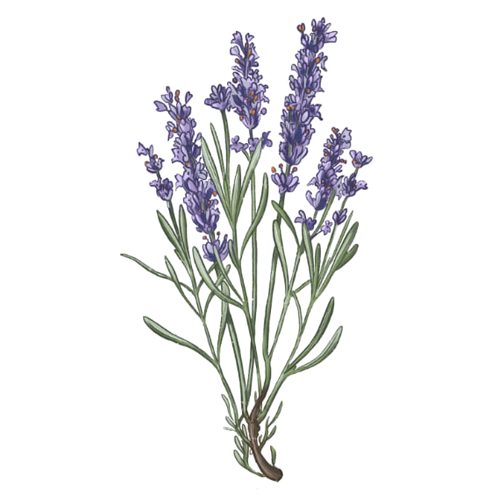 Lavanda
