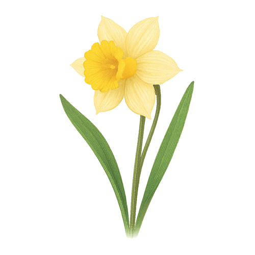 Narciso